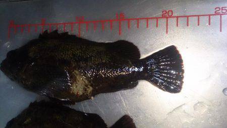 大物狙い…のちおかず確保