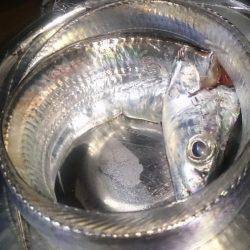 磯釣りのちタチウオ