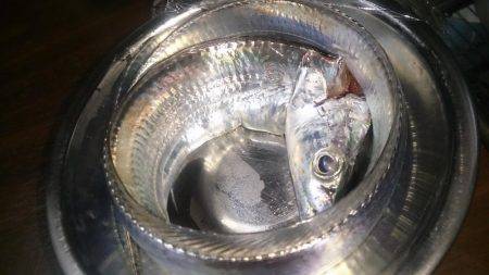 磯釣りのちタチウオ