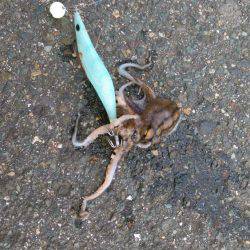 コウイカエギング