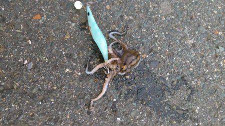 コウイカエギング