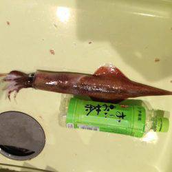 友達とヤリイカ釣り