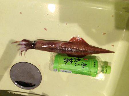 友達とヤリイカ釣り
