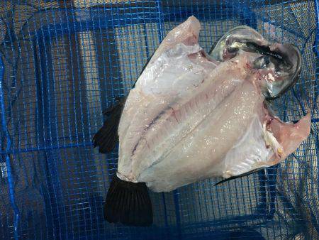 仕事帰りにメバリング