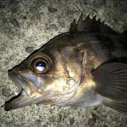 プラグで良型メバル！