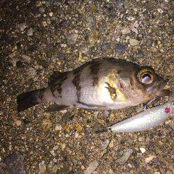 初めてのメバル プラッキング。