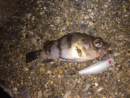 初めてのメバル プラッキング。