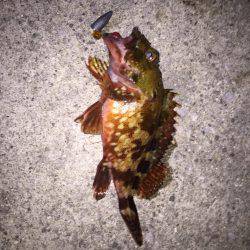 グレ釣りからカサゴ釣り