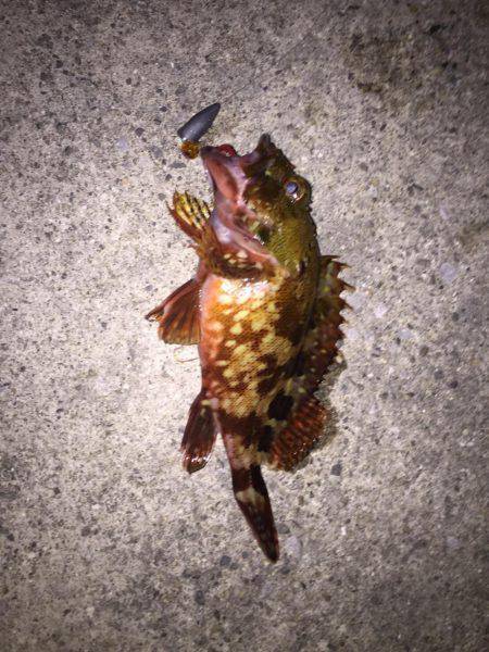 グレ釣りからカサゴ釣り