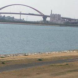 釣り上げるまでわからんなぁ。