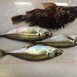 串本のアジング