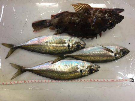 串本のアジング