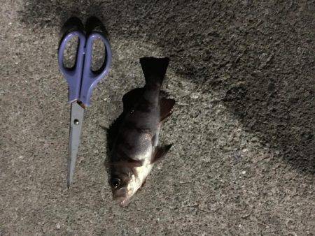 自作キャロで粘りました