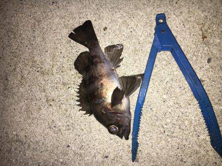 お魚さがしてあっちコッチ