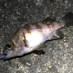 何てシブいんだ！