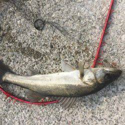 神戸へシーバス