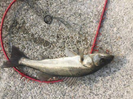 神戸へシーバス