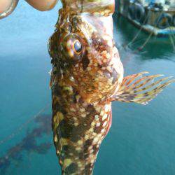 メバルを求めて・・!