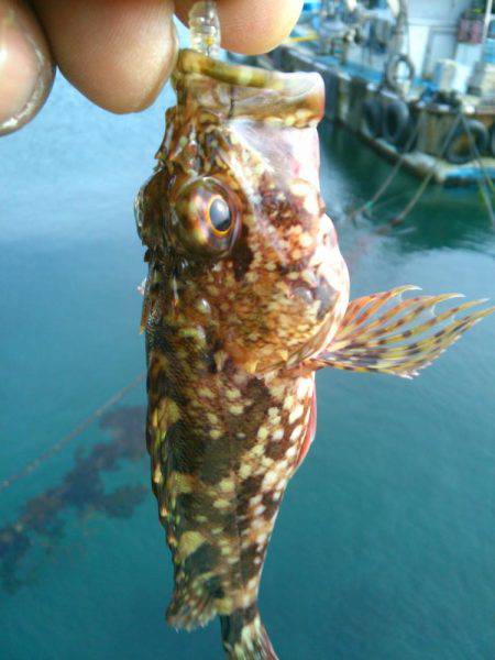 メバルを求めて・・!