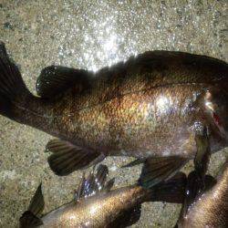 やっと、ﾒﾊﾞﾘﾝｸﾞ成立？！