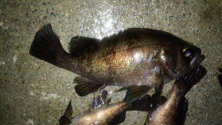 やっと、ﾒﾊﾞﾘﾝｸﾞ成立？！