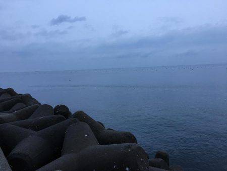 早朝メバリング