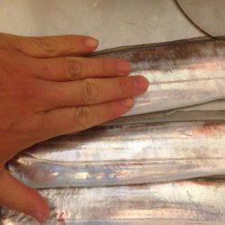 タチウオ〜フォー