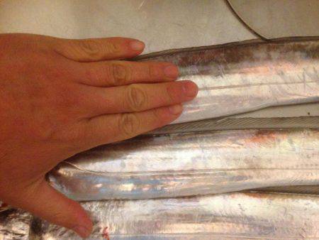 タチウオ〜フォー