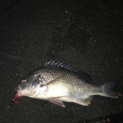 神戸湾奥チニングで42センチキビレ