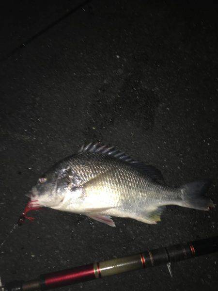 神戸湾奥チニングで42センチキビレ