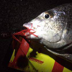 神戸湾奥チニングで42㎝筆頭に6キャッチ！