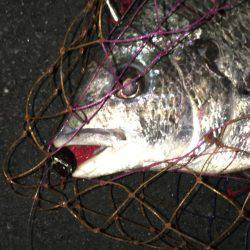 神戸湾奥チニングで40UPダブルゲット