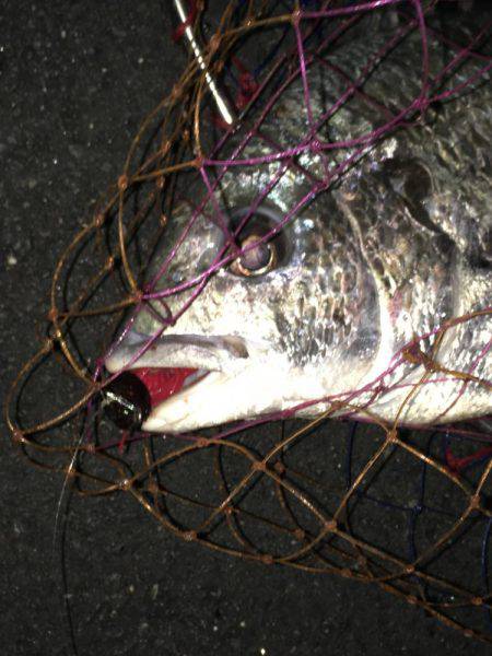 神戸湾奥チニングで40UPダブルゲット