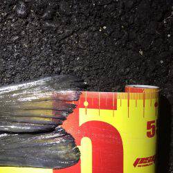 チニングで年なしマチヌ