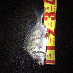 激渋チニングも2キャッチ