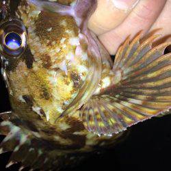 まづめのガシリング