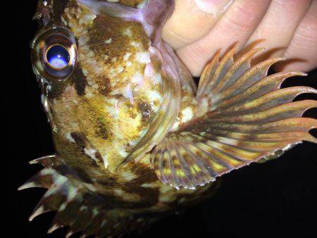 まづめのガシリング