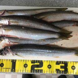 オールナイトカマス