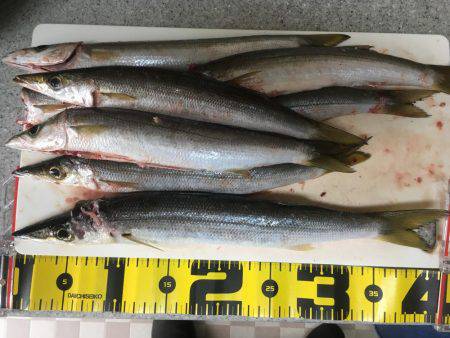 オールナイトカマス