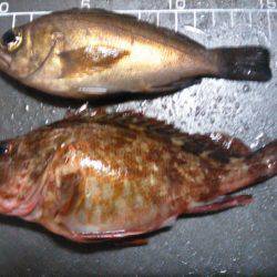 ビミョーな釣果…