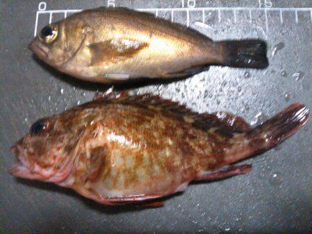 ビミョーな釣果…