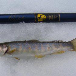 今年初の渓谷釣行