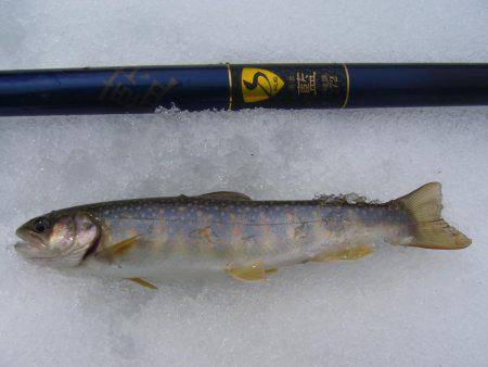今年初の渓谷釣行