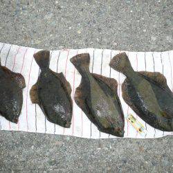 久々のカレイ釣行