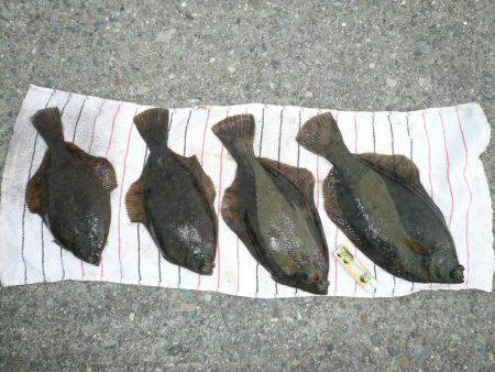 久々のカレイ釣行