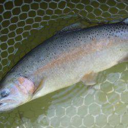 大安トラウトレイク 釣果