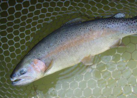 大安トラウトレイク 釣果