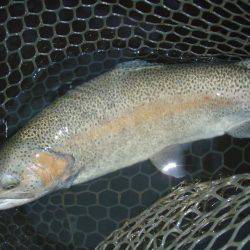 大安トラウトレイク 釣果