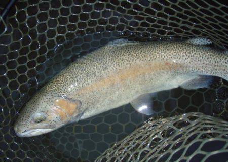 大安トラウトレイク 釣果