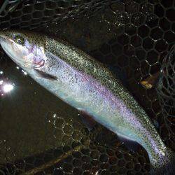 大安トラウトレイク 釣果